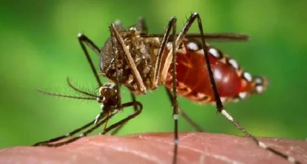 1780464520-dengue image