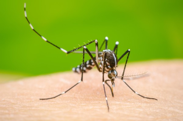1783051587-dengue_share image