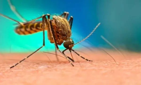 1784522349-1738467461-1500x900_1725062-dengue-2 image