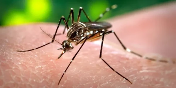 1784871814-z_p01-dengue image